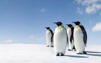 Penguin Wallpaper Fantastic Image K Ultra HD Penguins