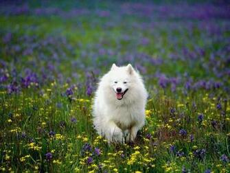 Beautiful Wallpaper For Desktop HD Puppies Dogs