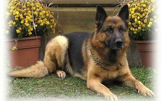 Wallpaper German Shepherd Pictures