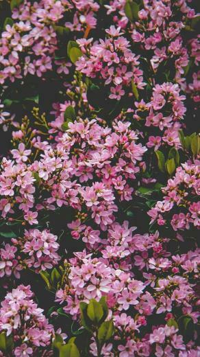 Jade Everstone On Pi Ata Head Jones Flower Wallpaper