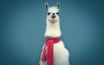 Llama Computer Wallpaper Desktop Background Id