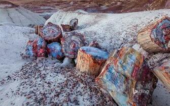 Petrified Wood In The Forest National Park Arizona