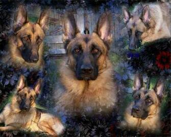 Return From Gsd Wallpaper To German Shepherd