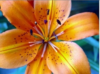 Tiger Lily Flower Amazing Wallpaper