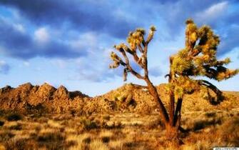 Joshua Tree National Park Wallpaper Hintergrundbilder Wallpaperme