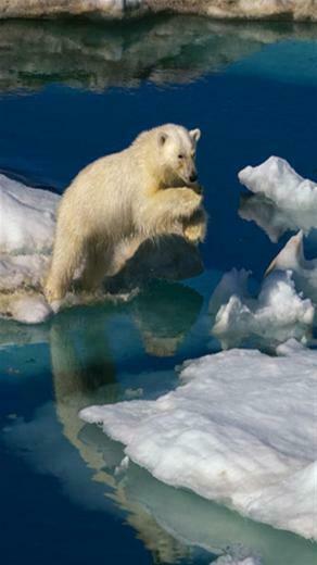 Polar Bear Animal iPhone Wallpaper S 3g