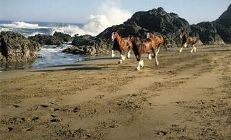 Clydesdale Wallpaper