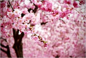 Cherry Blossoms Wallpaper Desktop Background