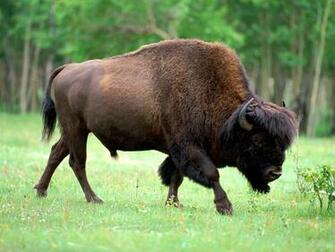 Buffalo High Resolution Wallpaper Desktop