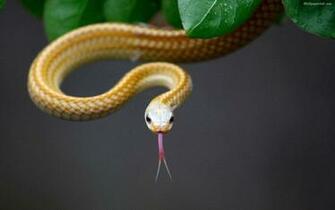 Snake Wallpaper