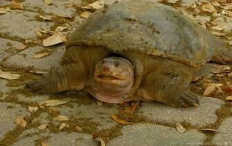 Watson Website The Ugliest Creature In Whole World Desktop