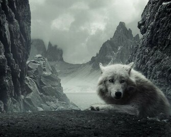 Wolves Image Wolf HD Wallpaper And Background Photos
