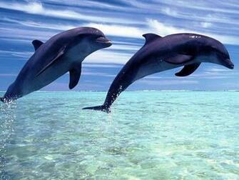 Dolphin HD Desktop Browser Dolphins
