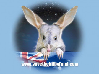 Bilby Wallpaper Animals Town
