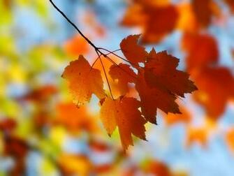 Fall Maple Wallpaper Background HD