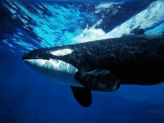 Whales Image Orca HD Wallpaper And Background Photos