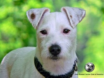 Jack Russell Terrier Jrtca Wallpaper
