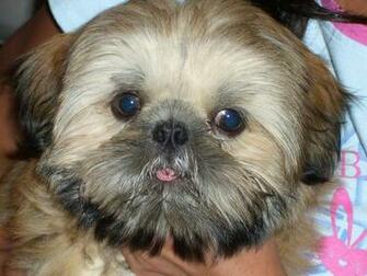 Shih Tzu Puppy