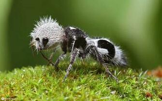 Recent Ant Image Eer30 High Quality Wallpaper