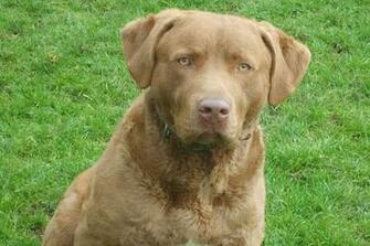 Chesapeake Bay Retriever Puppies HD Pictures Image Wallpaper Dog