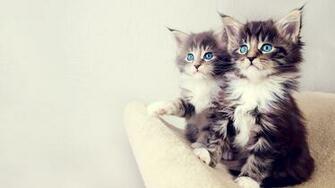 Wallpaperbod Wallpaper Cute Cats Wide