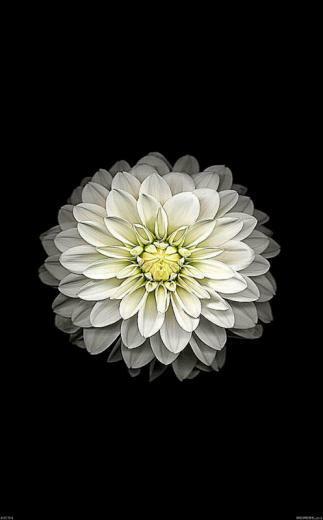 Flowers Ios Wallpaper Mega