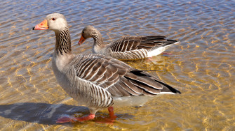 Goose Geese Wallpaper HD