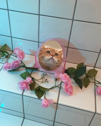 Funny Aesthetic Wallpaper