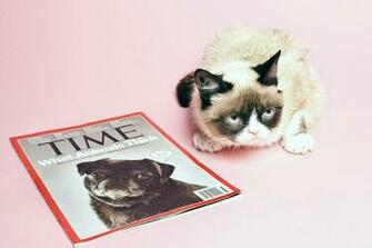 HD Image Grumpy Cat Breed Wallpaper Hq Background