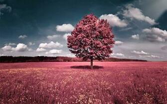 Pink Nature Wallpaper