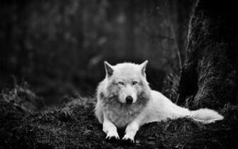 Wallpaper HD Animals Computers Picture Live For Pc Vivid