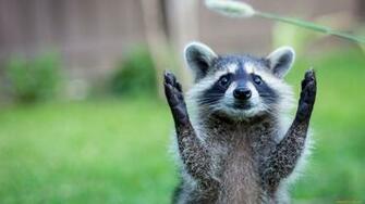 Badger Animal Cute Pose Wallpaper