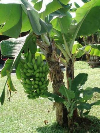 Plants Banana Tree