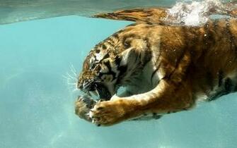 Tiger Tigers Wallpaper