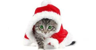 Cat Wallpaper Christmas Cats