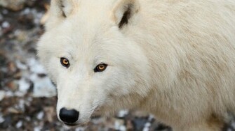 Wallpaper Arctic Wolf By Wolfkart