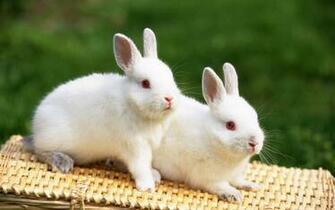 Rabbit Wallpaper In HD Greens Sweet Cute