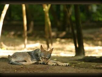 Wolf Cub Wallpaper By Azurfox Fur Affinity Dot Net
