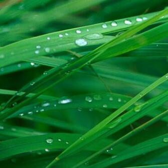 Cute Grass Blades Background Wallpaper For Your iPad iPad2 And