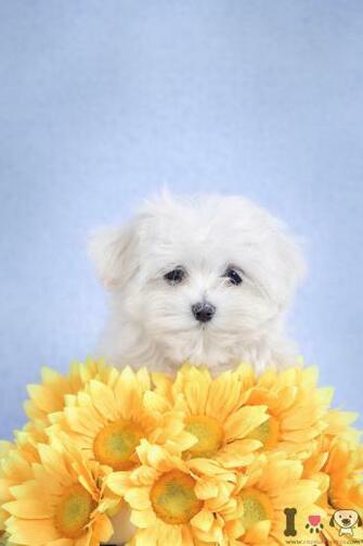 Related Pictures Perros Raza Bichon Maltes Shih Tzu Pekines