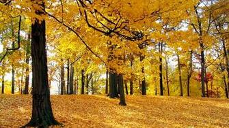 Autumn Trees X Forest Photography Miriadna