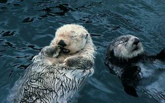 Sea Otter Wallpaper