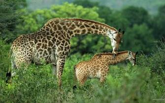 Animals Wallpaper HD Widescreen Desktop