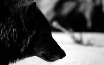 Black Wolf Wallpaper
