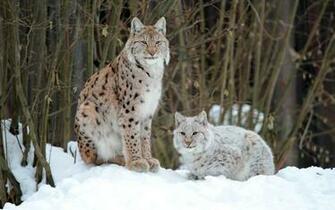 Lynx HD Desktop Wallpaper 7wallpaper Net