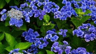 Hydrangea Wallpaper