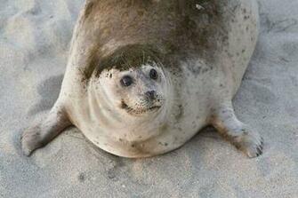 Funny Animals With Words Cool Wallpaper
