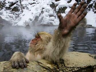 Snow Monkey Wallpaper Animals Town