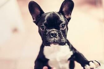 Dogs Wallpaper French Bulldog 8k Desktop