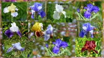 Giverny Iris Flou Dans Photo Montage Signaler Erreur De